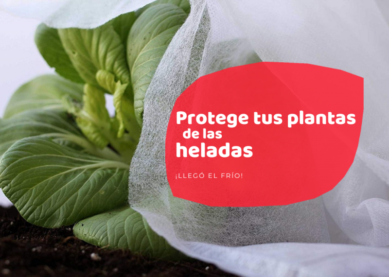 Lleg El Fr O Descubre C Mo Proteger Tus Plantas Frente A Las Heladas