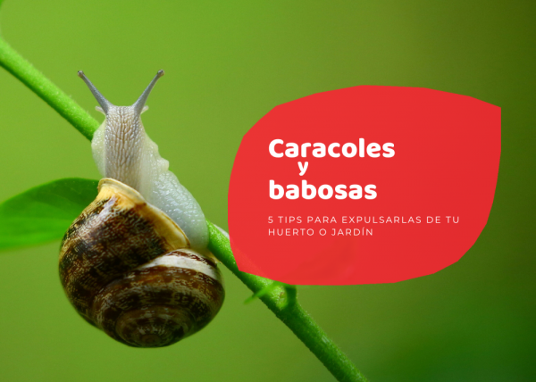 Consejos prácticos para proteger tu huerto de babosas y caracoles